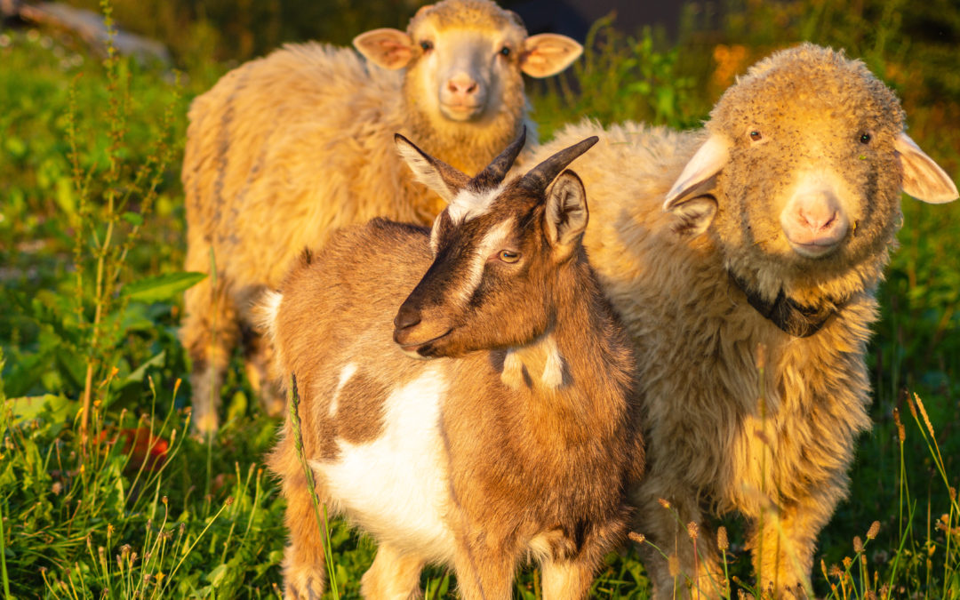Capre e pecore