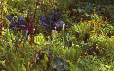 INFO 8 Corso di giardinaggio e altro