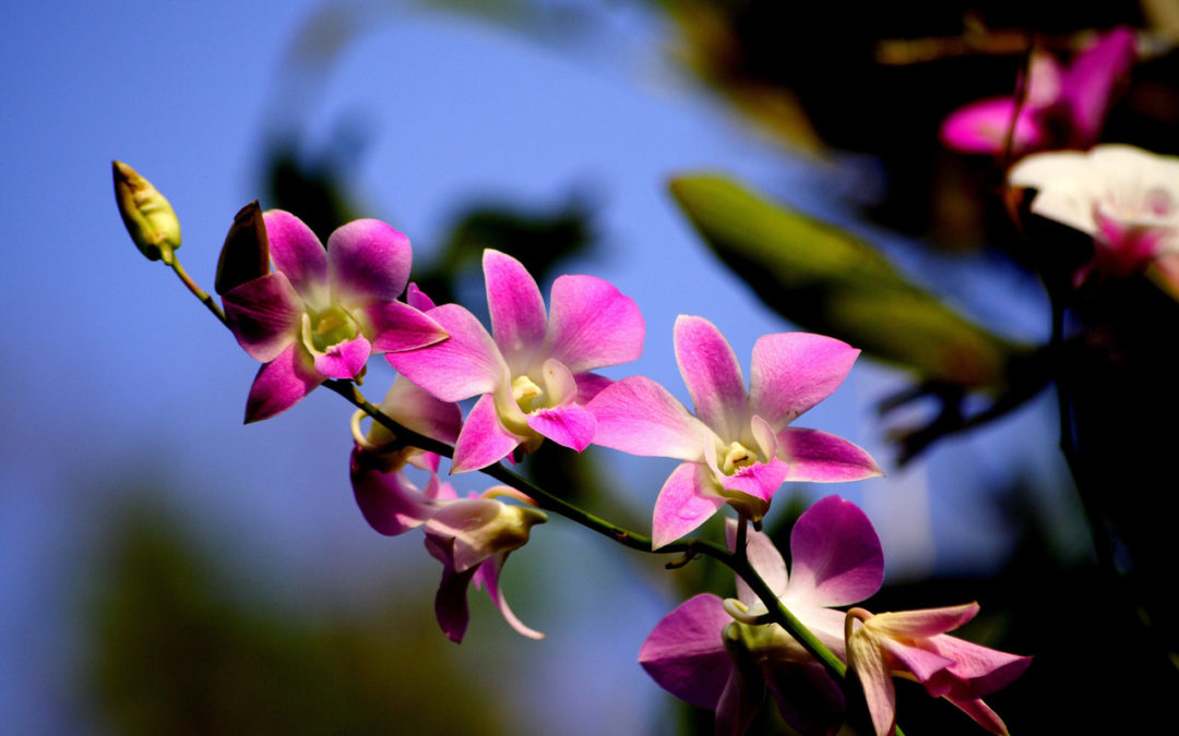 Cura delle orchidee