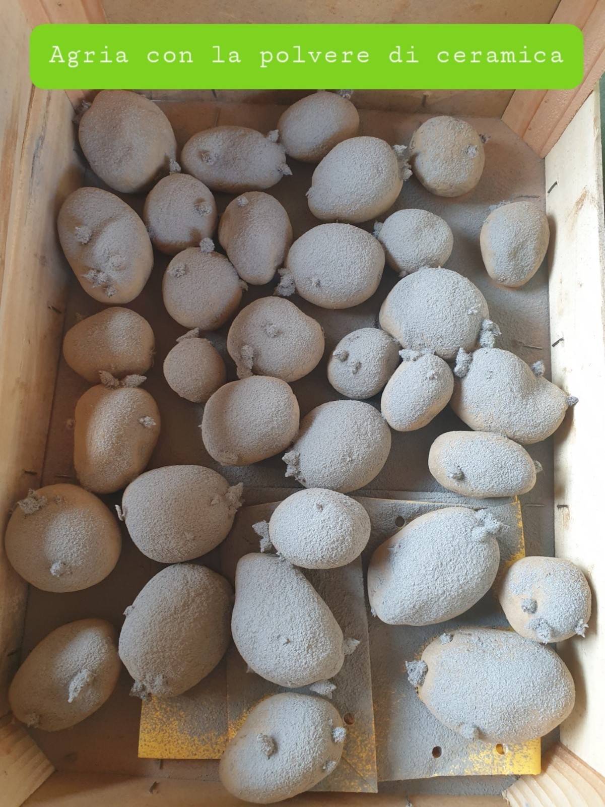 patate
