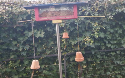 Distributore semi – semini per gli uccelli in giardino