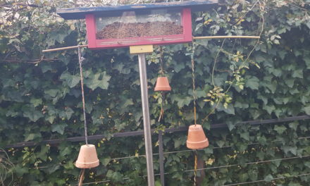 Distributore semi – semini per gli uccelli in giardino