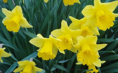 INFO 2 – 2026 Corso produzione EMa e …