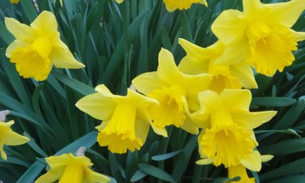 INFO 2 – 2026 Corso produzione EMa e …