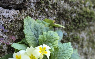 INFO 1 – 2026 Iniziamo a seminare