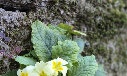 INFO 1 – 2026 Iniziamo a seminare