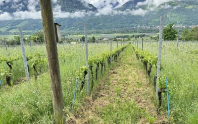 INFO 6 – 2026 Novembre – corso speciale agricoltori e non